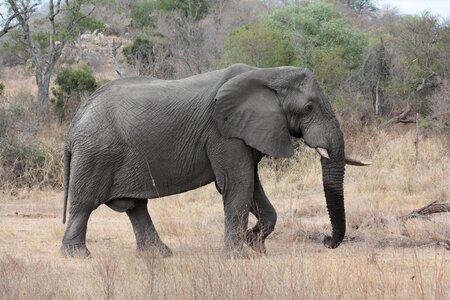 Elephant savannah animal
