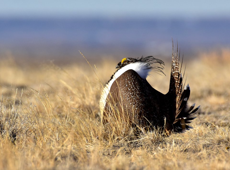 Greater sage-grouse near Seedskadee National Wildlife Refuge