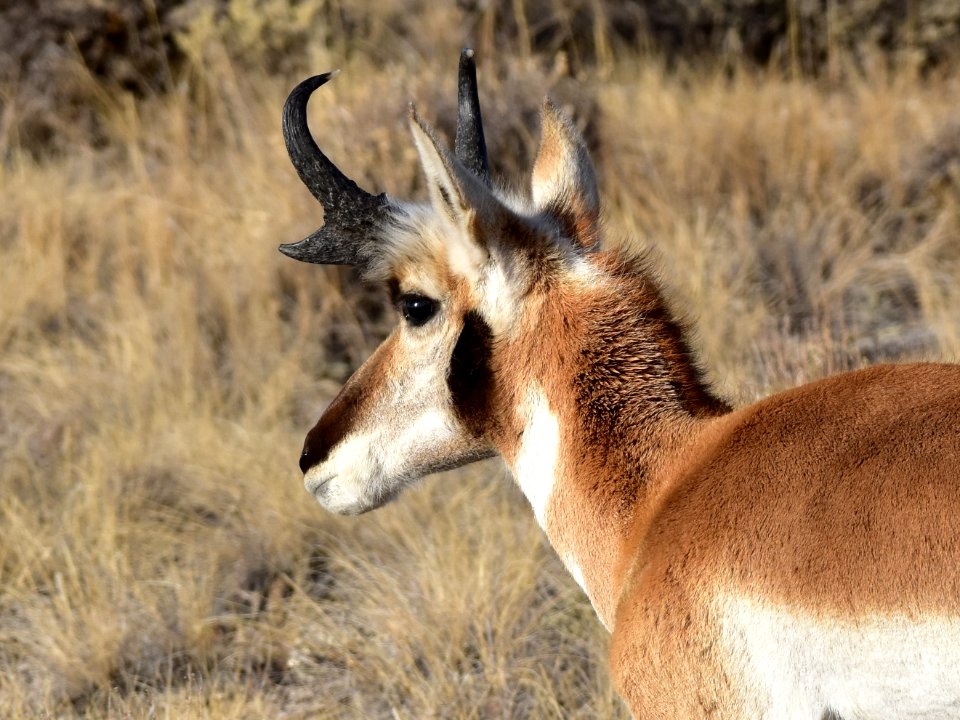 Pronghorn at Seedskadee National Wildlife Refuge