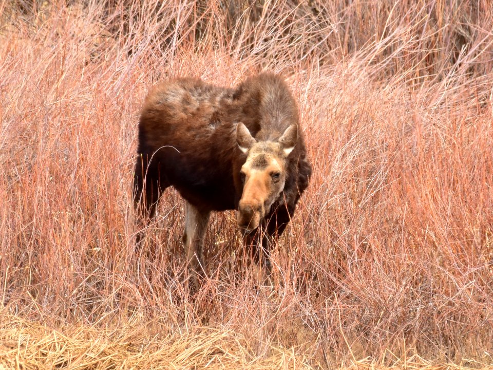 Moose at Seedskadee National Wildlife Refuge