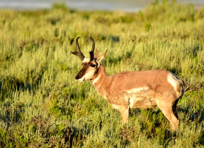 Pronghorn at Arapaho National Wildlife Refuge