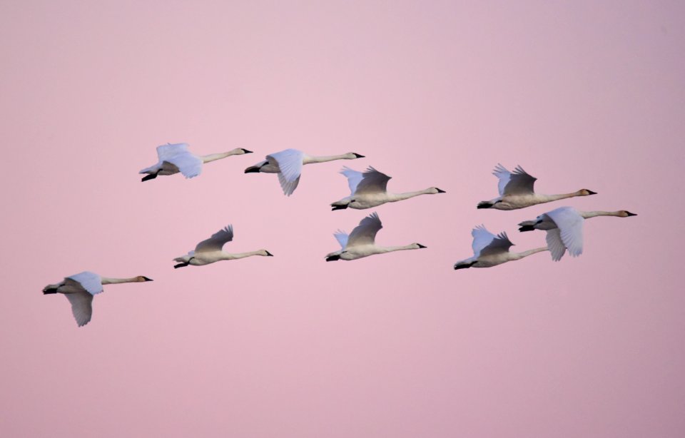 Trumpeter swans at LaCreek National Wildlife Refuge