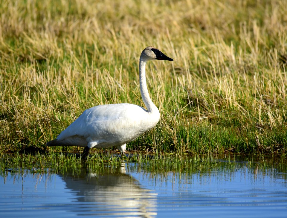 Trumpeter swan at Seedskadee National Wildlife Refuge