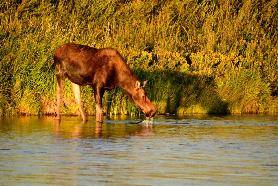 Moose at Seedskadee National Wildlife Refuge