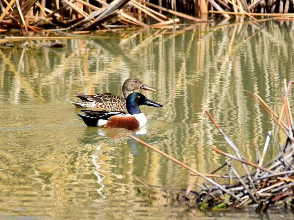 Northern shoveler at Seedskadee National Wildlife Refuge