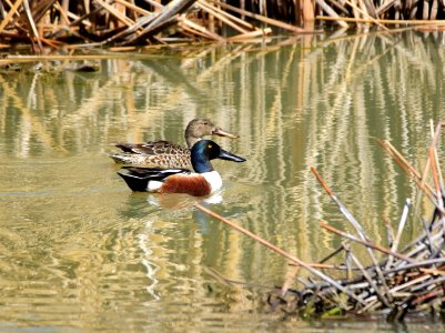 Northern shoveler at Seedskadee National Wildlife Refuge