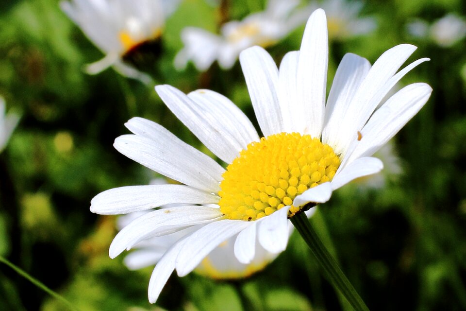 White yellow inflorescence