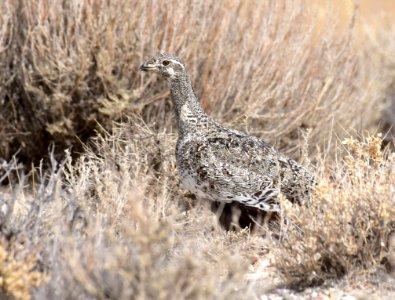 Greater sage-grouse at Seedskadee National Wildlife Refuge