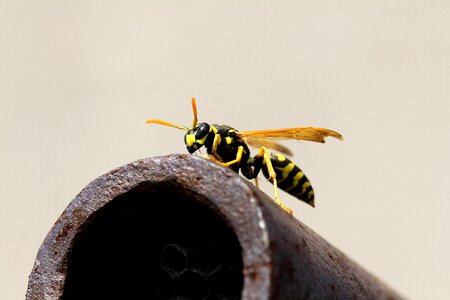 Macro vosika french insect