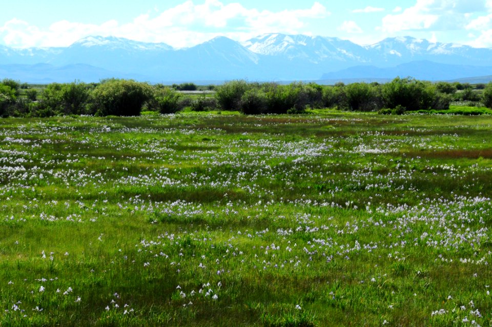 Wet meadow at Arapaho National Wildlife Refuge