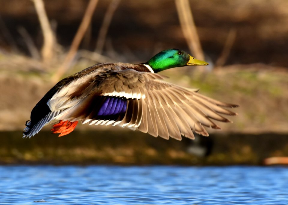 Mallard at LaCreek National Wildlife Refuge
