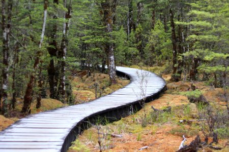 Bog on the Milford Track