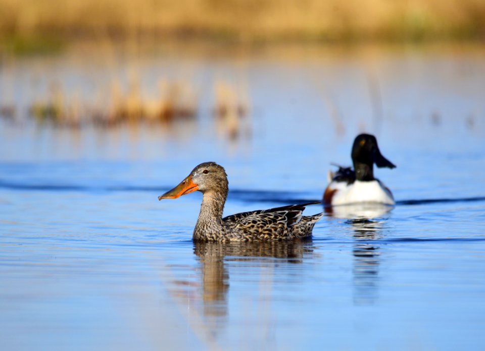 Northern shoveler on Seedskadee National Wildlife Refuge