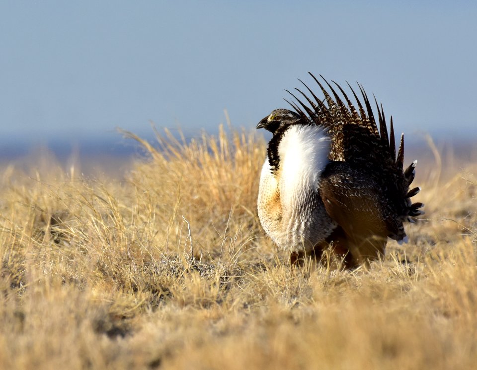 Greater sage-grouse near Seedskadee National Wildlife Refuge