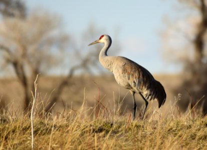 Sandhill crane on Seedskadee National Wildlife Refuge
