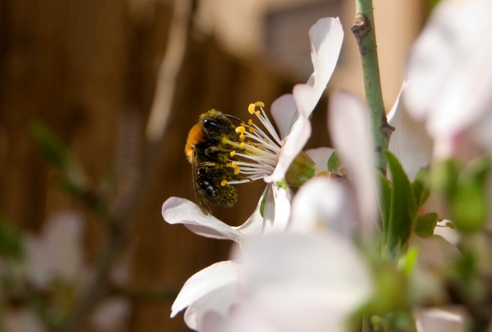 Bee almond tree insect