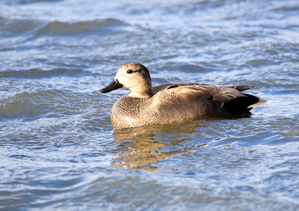 Gadwall on Seedskadee National Wildlife Refuge