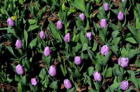 Brookside Gardens 2016