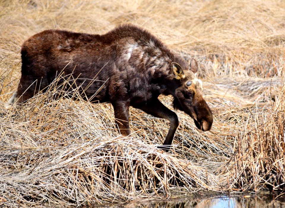 Moose at Seedskadee National Wildlife Refuge
