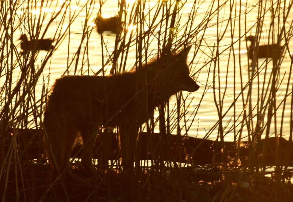 Coyote at LaCreek National Wildlife Refuge