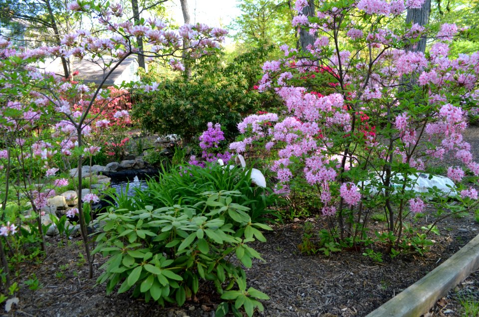 Backyard Rhododendron and Azalea