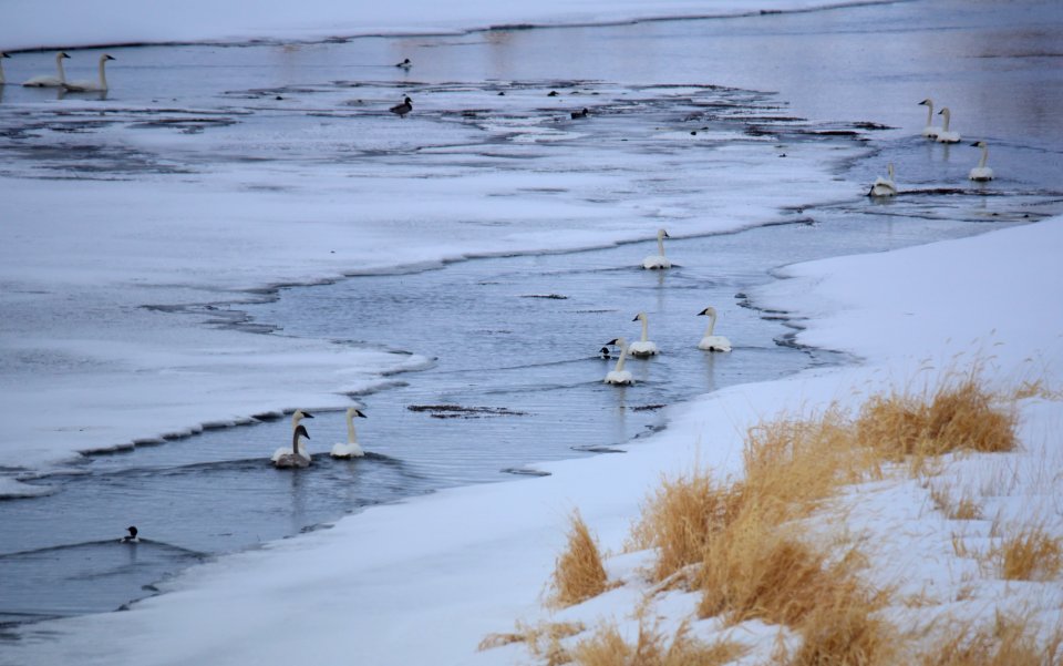 Trumpeter swan at Seedskadee National Wildlife Refuge