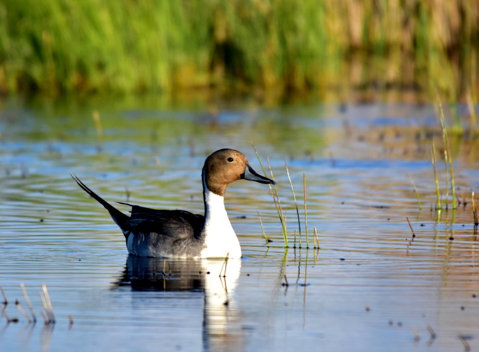 Northern pintail at Seedskadee National Wildlife Refuge