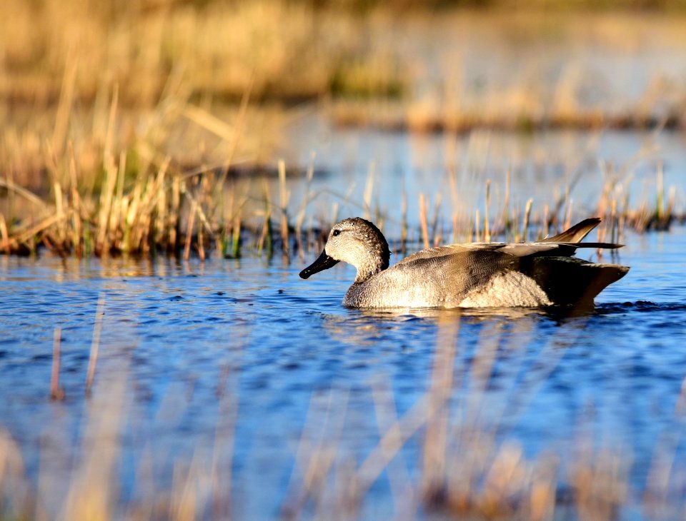 Gadwall at Seedskadee National Wildlife Refuge