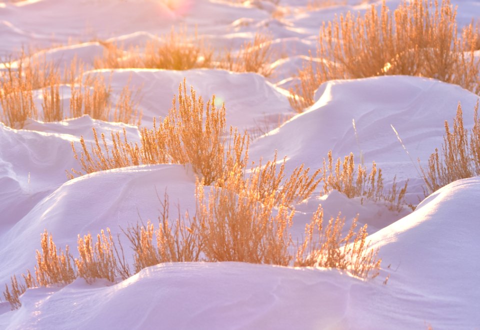 Sage Steppe in winter at Seedskadee National Wildlife Refuge