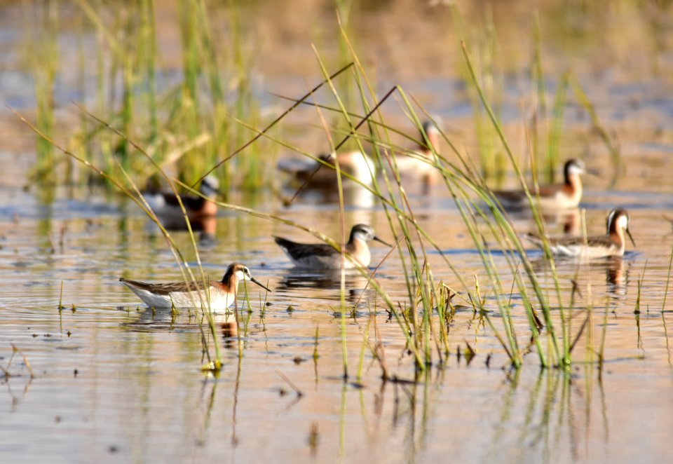 Wilson's phalarope at Seedskadee National Wildlife Refuge