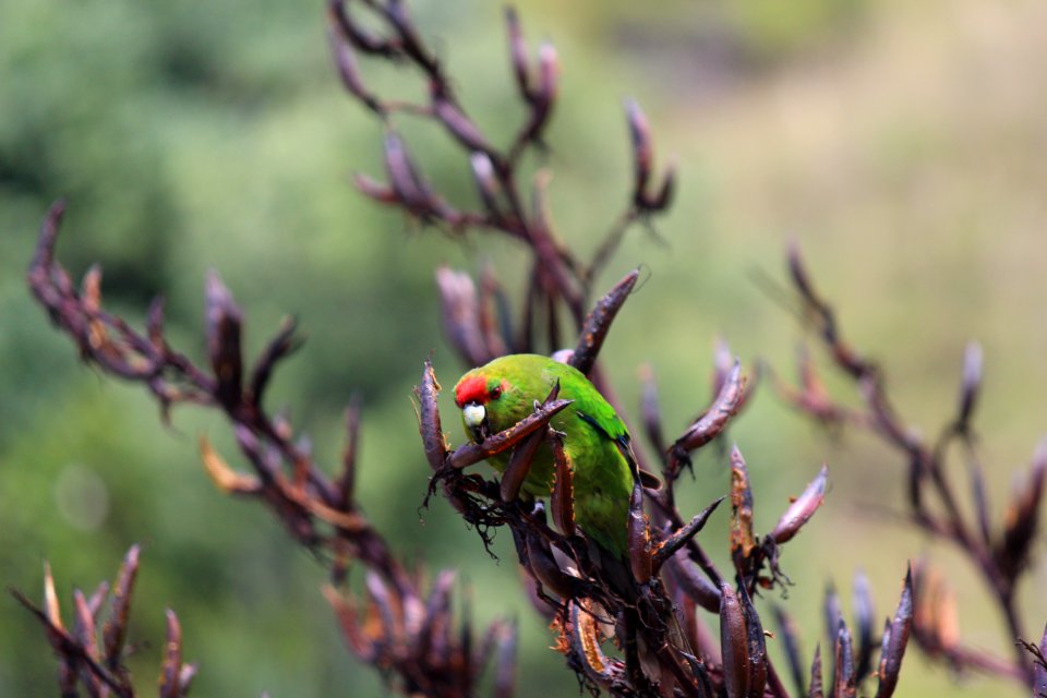 Kākāriki feeding on flax