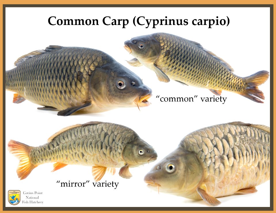 Two Varieties of Common Carp (Cyprinus carpio)