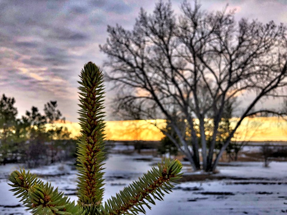 2021/365/104 Pine Top View