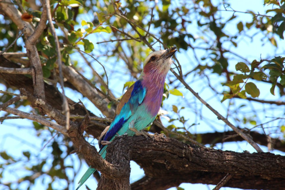 Lilac-breasted roller