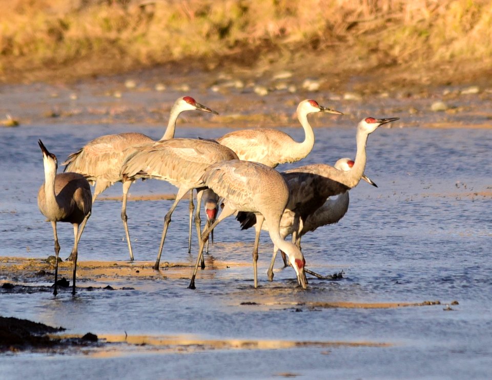 Sandhill cranes at Seedskadee National Wildlife Refuge