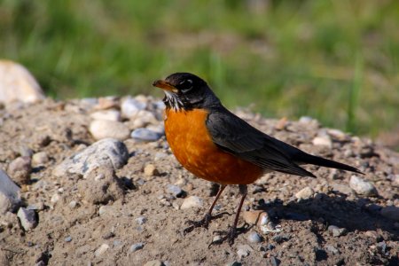 Male Robin photo