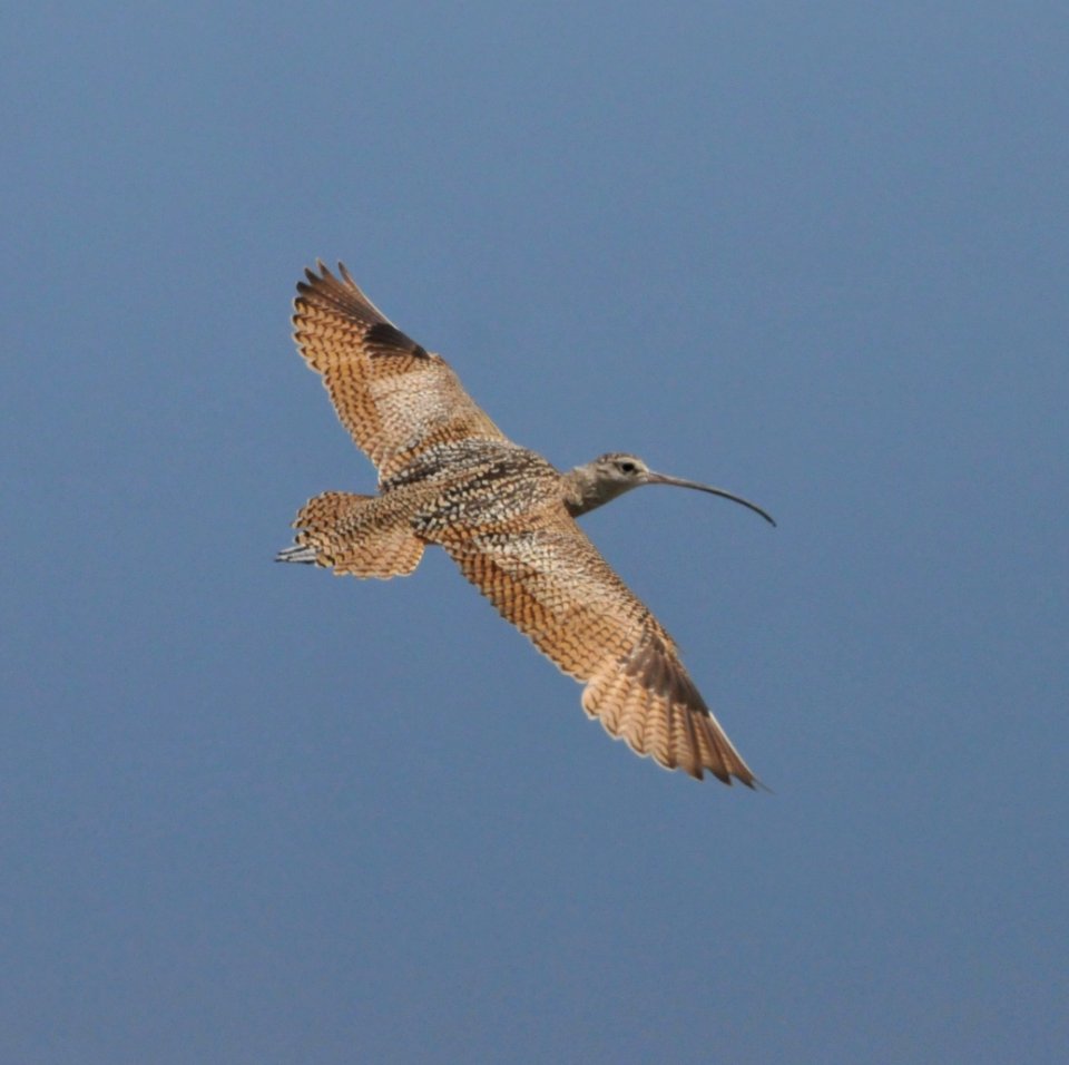 Long-billed Curlew, Scott Somershoe