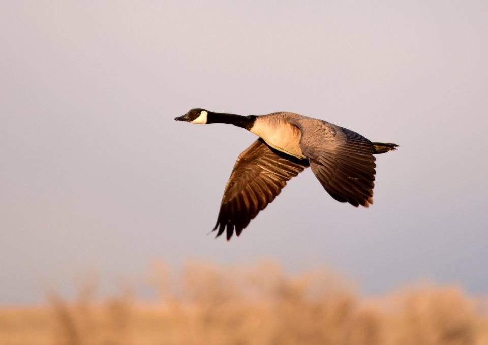 Canada geese on Seedskadee National Wildlife Refuge
