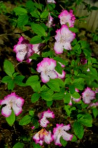 Dogwood