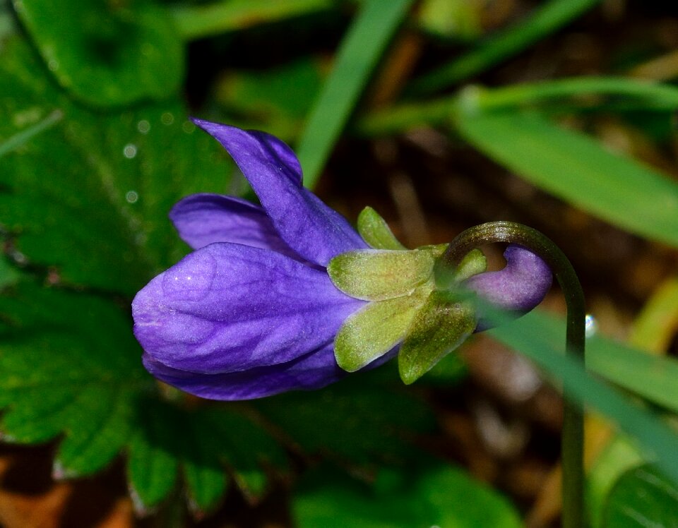 Flower violet spring