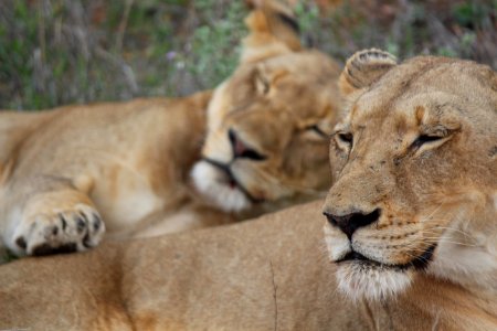 Lionesses photo