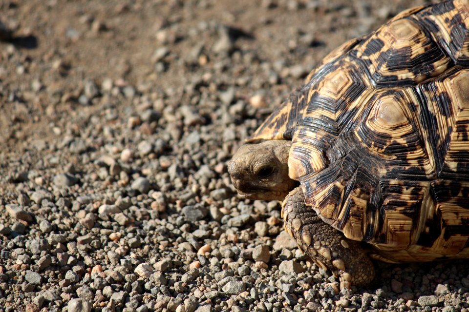 Leopard tortoise