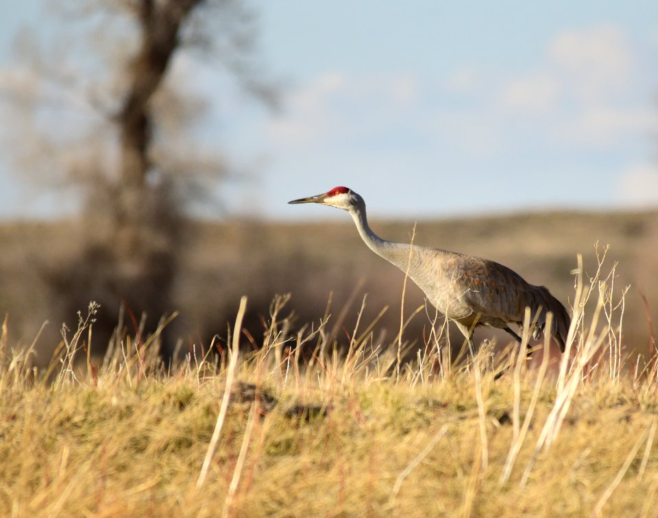 Sandhill crane on Seedskadee National Wildlife Refuge