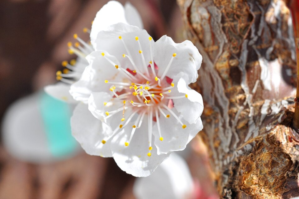 Branch white tender photo