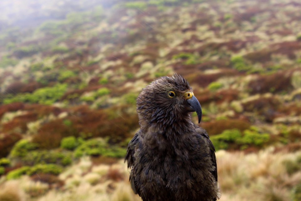 Kea at Luxmore Hut (Kepler Track, Fiordland, New Zealand)