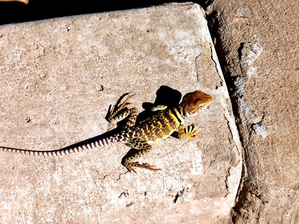 Collared Lizard Hovenweep
