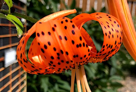 2020/366/215 Tiger Lily Action