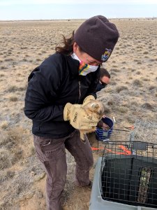Prairie Dog Restoration