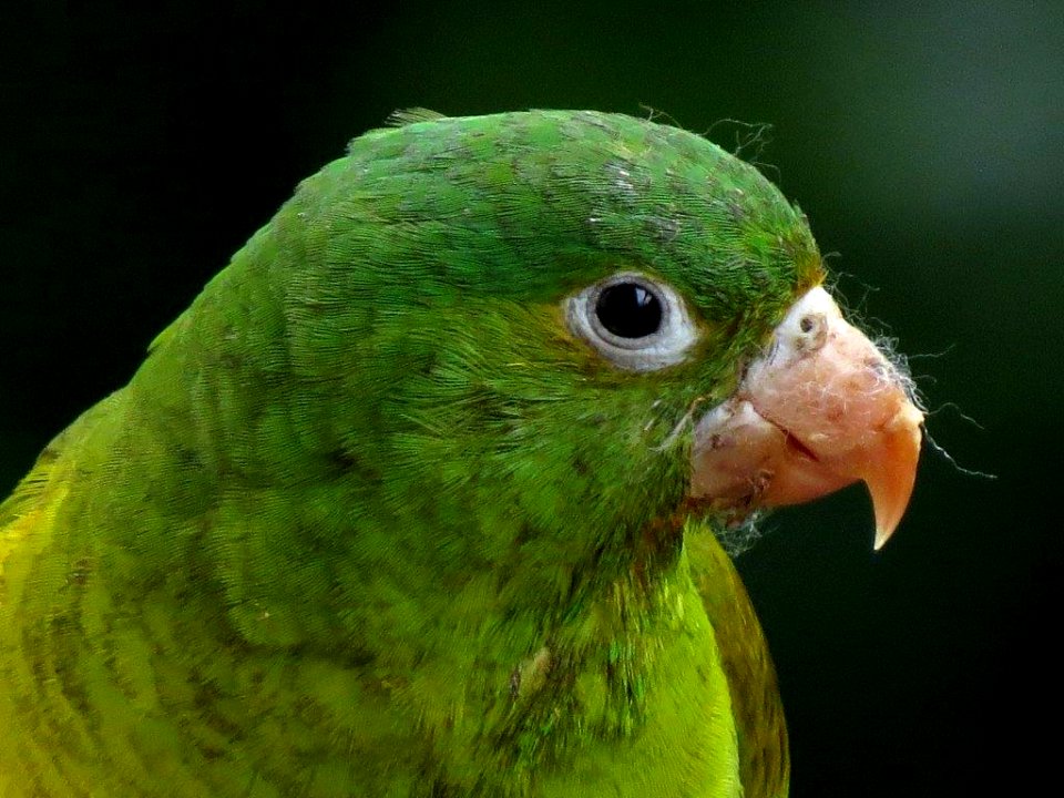 Brotogeris jugularis - Periquito bronceado - Orange-chinned Parakeet