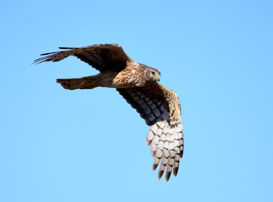 Northern harrier at Seedskadee National Wildlife Refuge